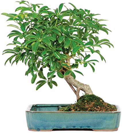 Umbrella Tree Seeds