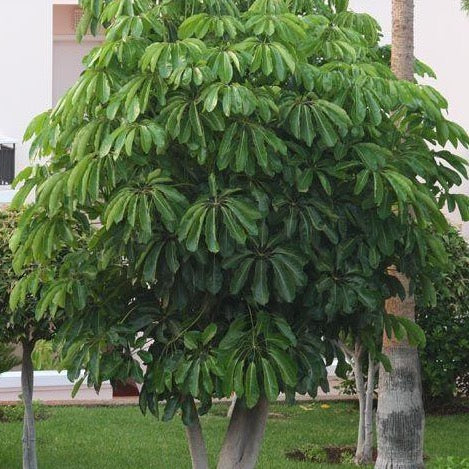 Umbrella Tree Seeds