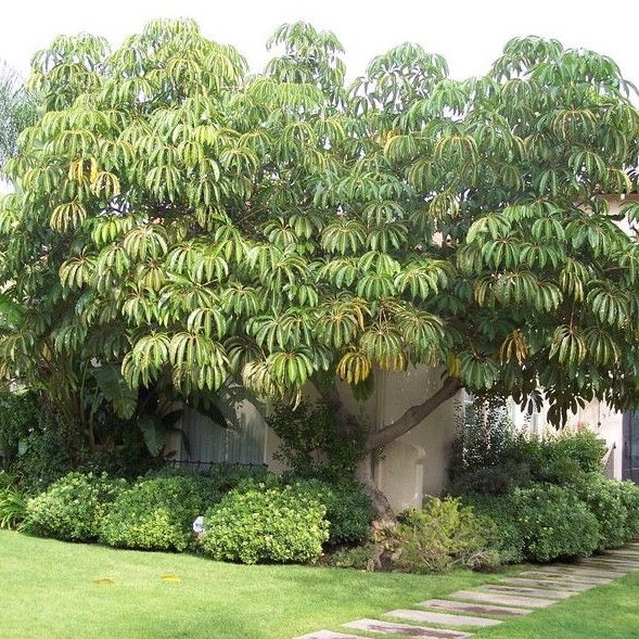 Umbrella Tree Seeds