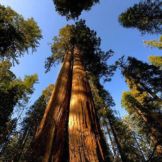Giant Sequoia Redwood Tree Seeds