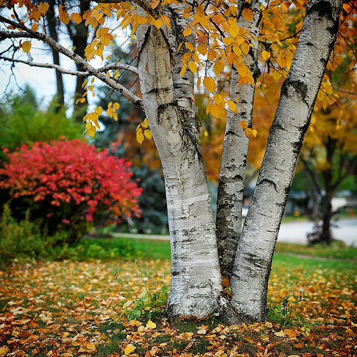 White Paper Birch Tree Seeds