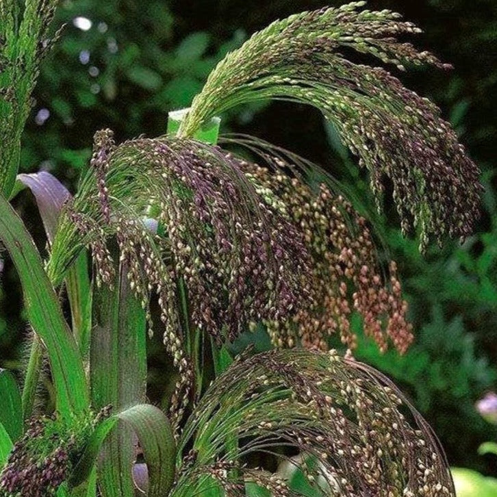 Violet Ornamental Panic Grass Seeds