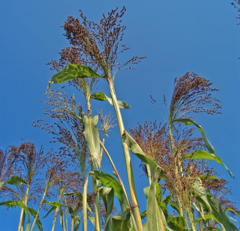 Violet Ornamental Panic Grass Seeds