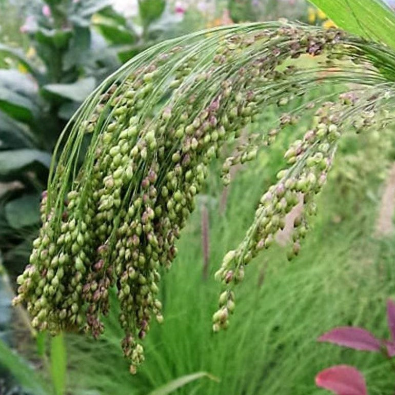 Violet Ornamental Panic Grass Seeds