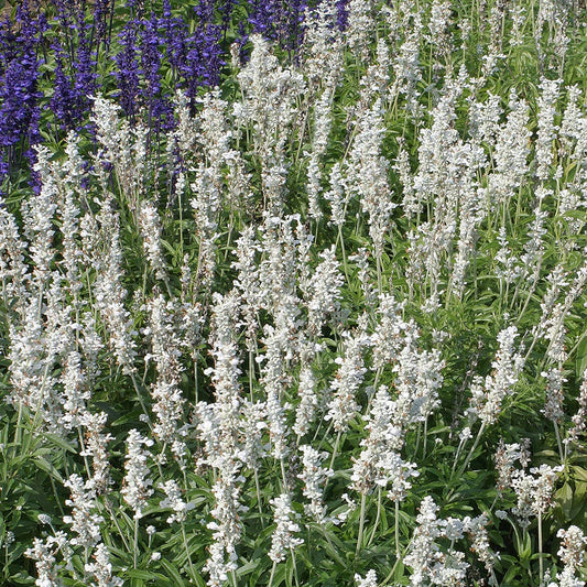 White Salvia Plant Seeds