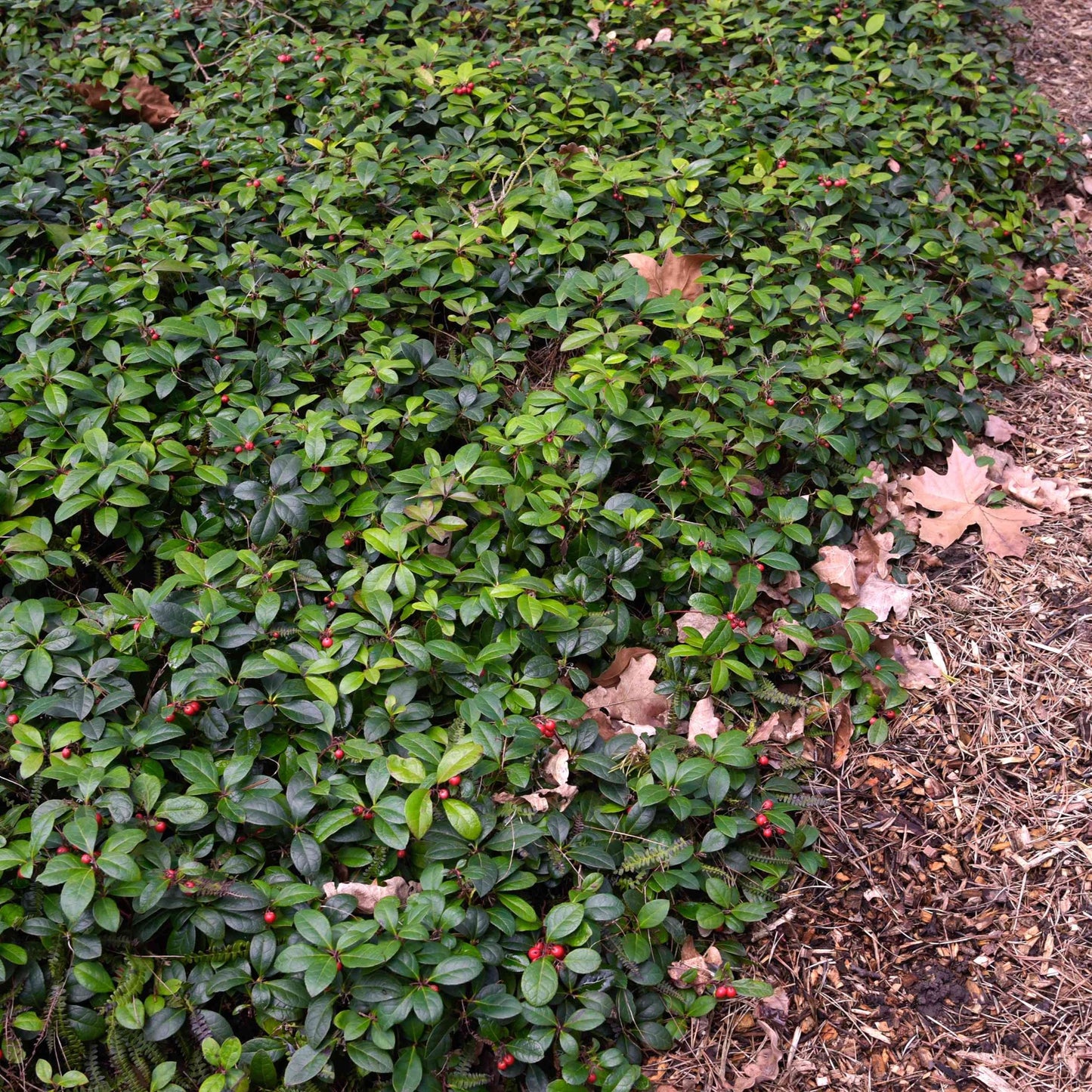 Wintergreen Ornamental Groundcover Plant Seeds