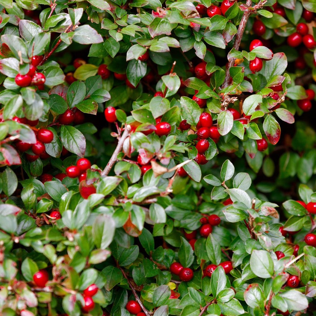 Wintergreen Ornamental Groundcover Plant Seeds